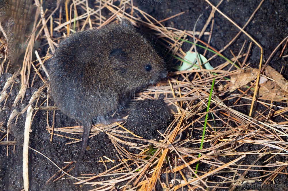 Eastern Meadow Vole